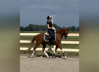 Welsh-D, Stute, 14 Jahre, 144 cm, Fuchs