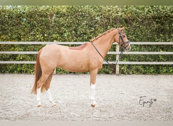 Welsh-D, Stute, 14 Jahre, 144 cm, Fuchs