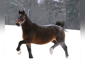 Welsh-D Mix, Stute, 14 Jahre, 148 cm, Dunkelbrauner