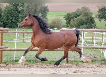 Welsh-D, Stute, 14 Jahre, 149 cm, Brauner