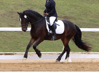 Welsh-D, Stute, 14 Jahre, 151 cm, Dunkelbrauner