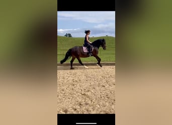 Welsh-D, Stute, 14 Jahre, 151 cm, Dunkelbrauner