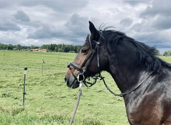 Welsh-D, Stute, 14 Jahre, 151 cm, Dunkelbrauner