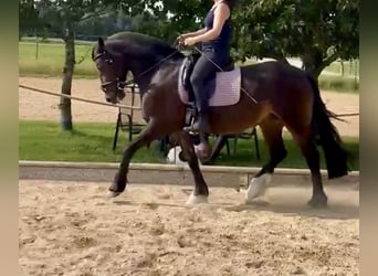 Welsh-D, Stute, 14 Jahre, 151 cm, Dunkelbrauner