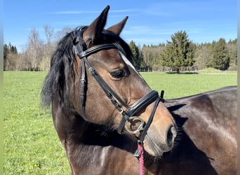 Welsh-D, Stute, 14 Jahre, 151 cm, Dunkelbrauner