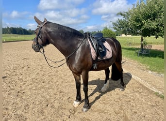 Welsh-D, Stute, 14 Jahre, 151 cm, Dunkelbrauner