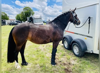 Welsh-D, Stute, 14 Jahre, 151 cm, Dunkelbrauner