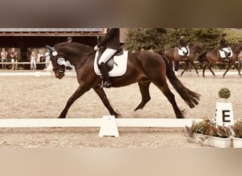 Welsh-D, Stute, 14 Jahre, 151 cm, Dunkelbrauner