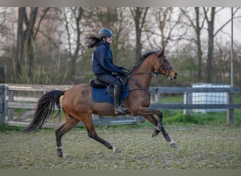 Welsh-D, Stute, 14 Jahre, 152 cm, Dunkelbrauner