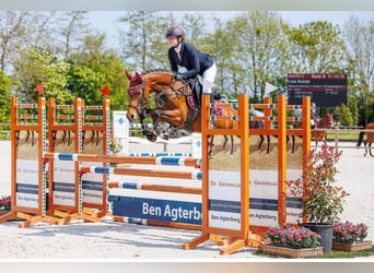 Welsh-D, Stute, 14 Jahre, 152 cm, Dunkelbrauner