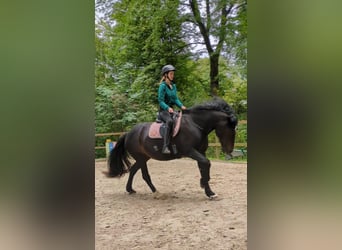 Welsh-D, Stute, 14 Jahre, 155 cm, Dunkelbrauner