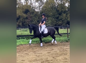 Welsh-D, Stute, 14 Jahre, Rappe