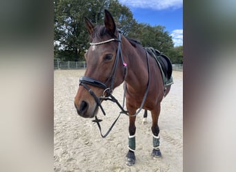 Welsh-D, Stute, 15 Jahre, 152 cm, Brauner