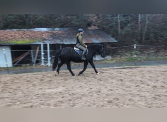 Welsh-D, Stute, 16 Jahre, 152 cm, Rappe