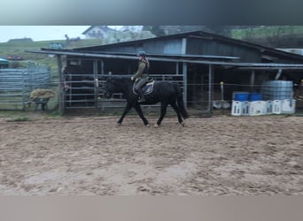 Welsh-D, Stute, 16 Jahre, 152 cm, Rappe