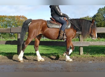 Welsh-D, Stute, 17 Jahre, 148 cm, Brauner