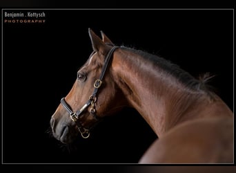 Welsh-D, Stute, 17 Jahre, 148 cm, Rotbrauner