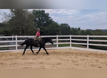 Welsh-D, Stute, 17 Jahre, 150 cm, Rappe