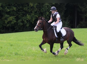 Welsh-D, Stute, 18 Jahre, 150 cm, Brauner