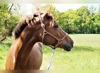 Welsh-D, Stute, 19 Jahre, 150 cm, Dunkelfuchs