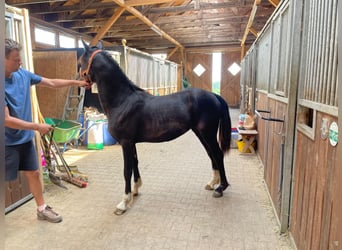 Welsh-D, Stute, 1 Jahr, 150 cm, Rappe