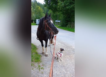 Welsh-D Mix, Stute, 20 Jahre, 143 cm, Rappe