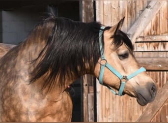 Welsh-D, Stute, 22 Jahre, 147 cm, Buckskin