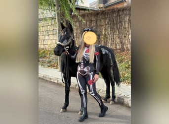 Welsh-D Mix, Stute, 2 Jahre, 130 cm, Rappe