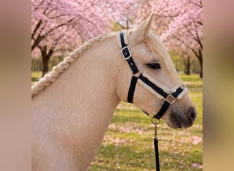 Welsh-D, Stute, 2 Jahre, 135 cm, Palomino