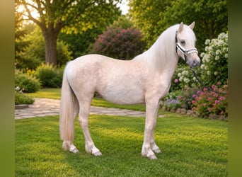 Welsh-D, Stute, 2 Jahre, 135 cm, Palomino