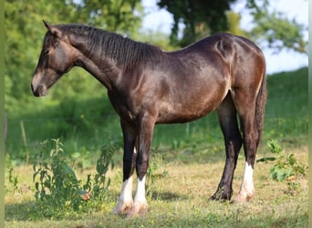 Welsh-D, Stute, 2 Jahre, 152 cm, Dunkelbrauner