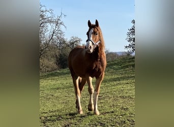 Welsh-D, Stute, 2 Jahre, 155 cm, Fuchs