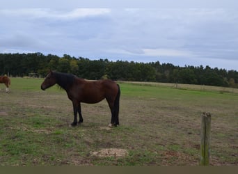 Welsh-D, Stute, 3 Jahre, 141 cm, Brauner