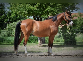 Welsh-D, Stute, 3 Jahre, 141 cm, Rotbrauner
