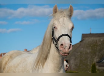 Welsh-D, Stute, 3 Jahre, 142 cm, Cremello