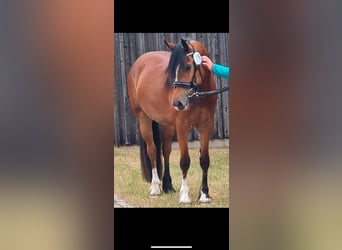 Welsh-D, Stute, 3 Jahre, 144 cm, Brauner