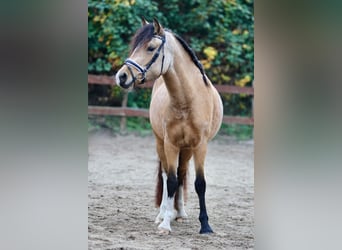 Welsh-D, Stute, 3 Jahre, 145 cm, Falbe
