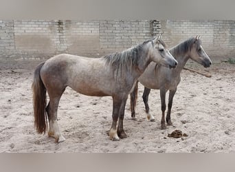 Welsh-D Mix, Stute, 3 Jahre, 146 cm, Blauschimmel