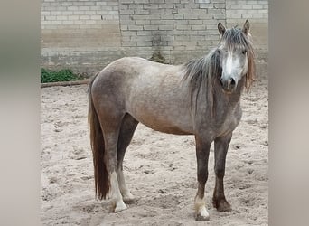 Welsh-D Mix, Stute, 3 Jahre, 146 cm, Blauschimmel