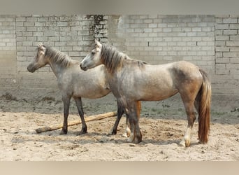 Welsh-D Mix, Stute, 3 Jahre, 146 cm, Blauschimmel