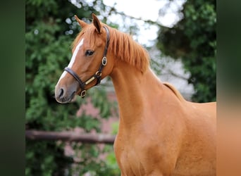 Welsh-D, Stute, 3 Jahre, 146 cm, Fuchs