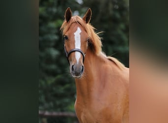 Welsh-D, Stute, 3 Jahre, 146 cm, Fuchs
