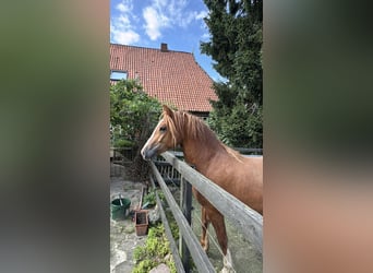 Welsh-D, Stute, 3 Jahre, 146 cm, Fuchs