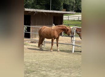 Welsh-D, Stute, 3 Jahre, 146 cm, Fuchs