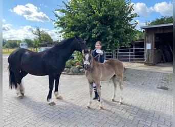 Welsh-D, Stute, 3 Jahre, 148 cm, Rappe