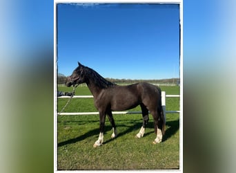 Welsh-D, Stute, 3 Jahre, 148 cm, Rappe
