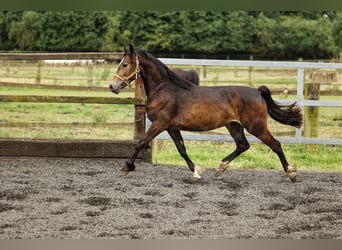 Welsh-D, Stute, 3 Jahre, 150 cm, Brauner