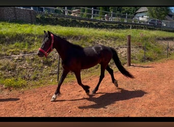 Welsh-D, Stute, 3 Jahre, 150 cm, Rappe