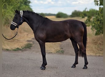 Welsh-D, Stute, 4 Jahre, 138 cm, Rappe