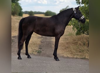 Welsh-D, Stute, 4 Jahre, 138 cm, Rappe